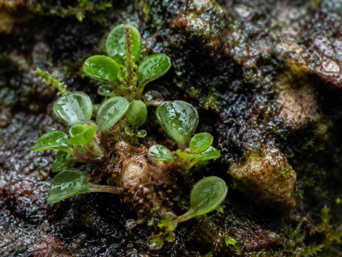 Pequeña planta creciendo entre rocas en un río claro