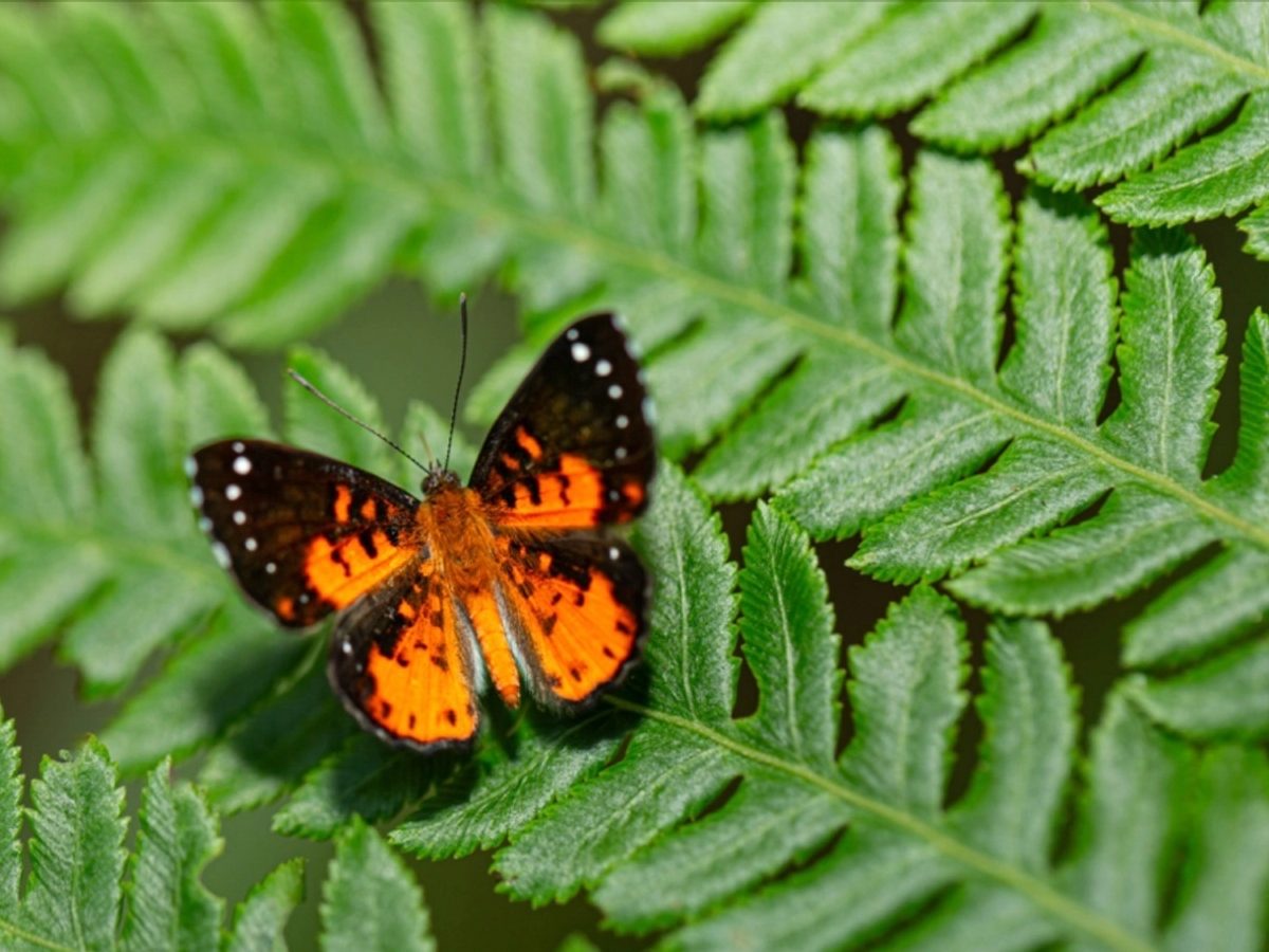 Mariposas de colores posadas sobre vegetación tropical.