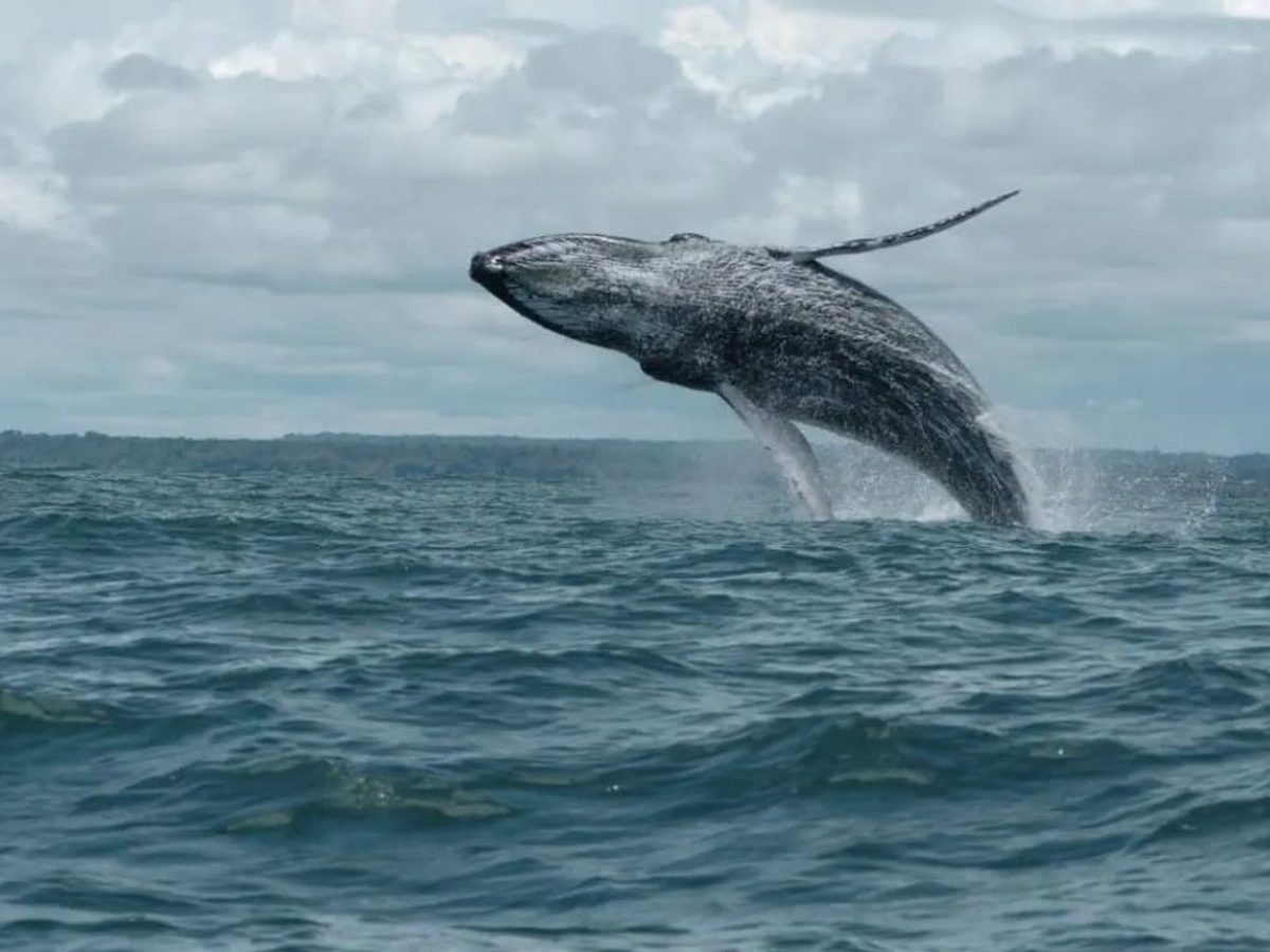 Ballena jorobada en el Pacífico colombiano durante la temporada de avistamiento.