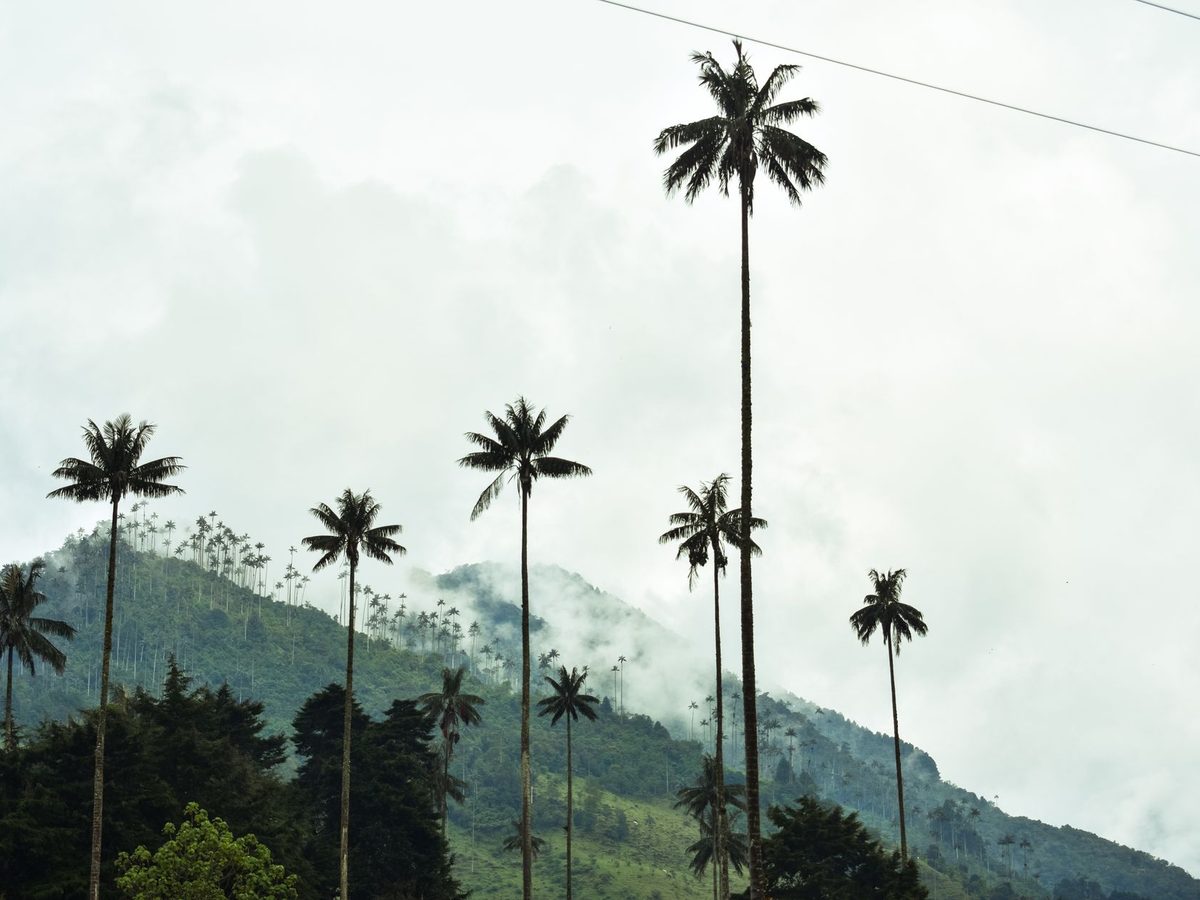 Altas palmas de cera en el Valle de Cocora