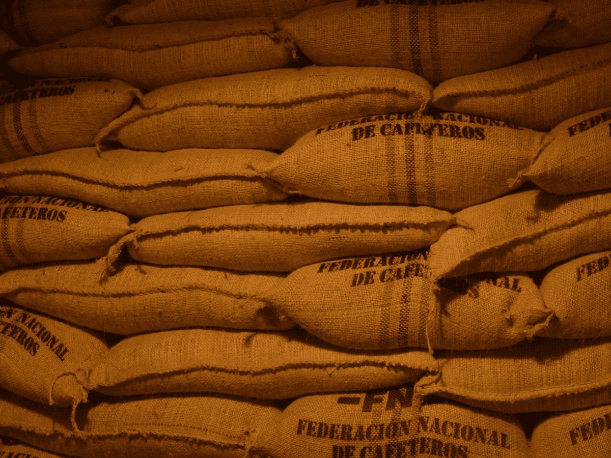 Plantación de café con granos maduros y hojas verdes.
