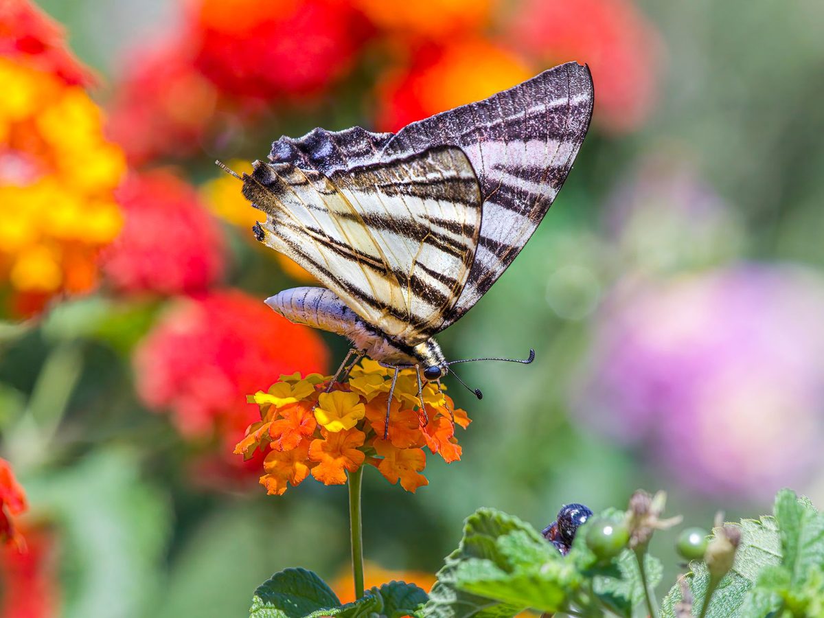 Mariposa de alas coloridas sobre una flor
