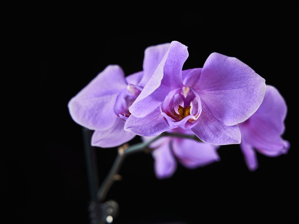 Orquídea en flor en un bosque húmedo