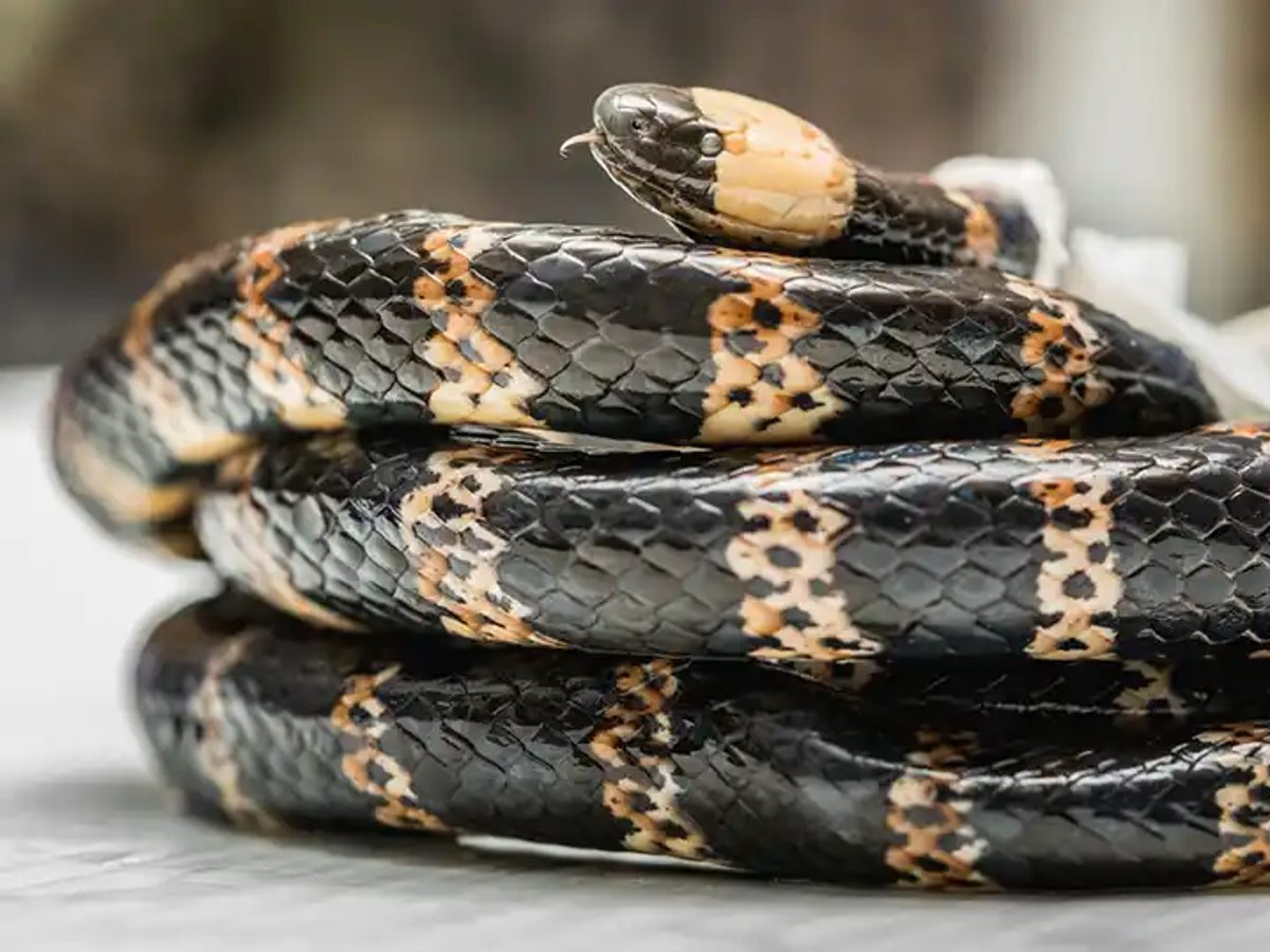 Ejemplar de reptil conservado en una colección científica.