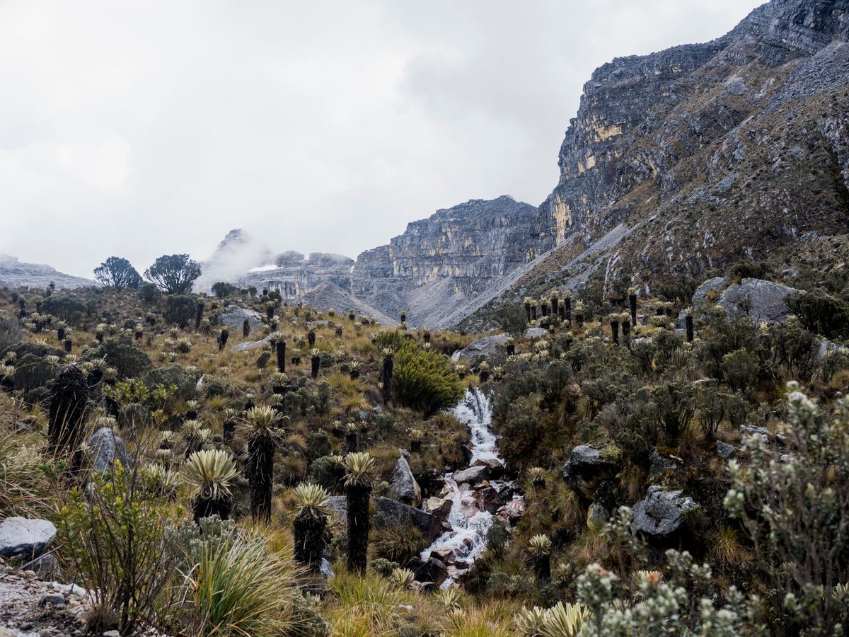 Paisaje de páramo andino con niebla