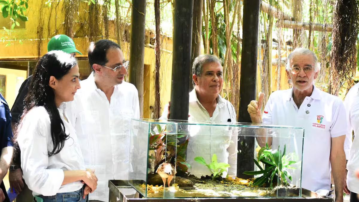 Una cría de paujil de pico azul en un entorno de conservación.