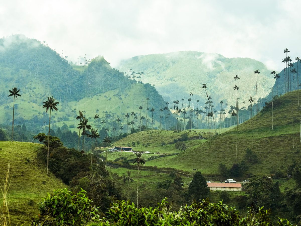 Cultivos de café en laderas verdes de montaña